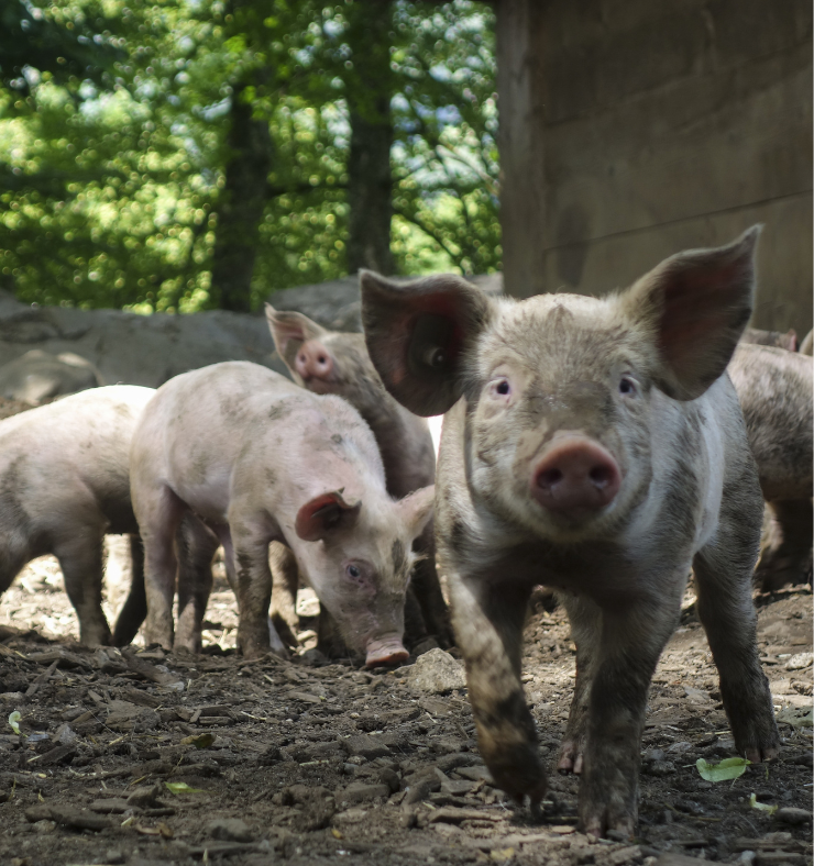 Failure Fear Doubt A Trifecta for Discouragement